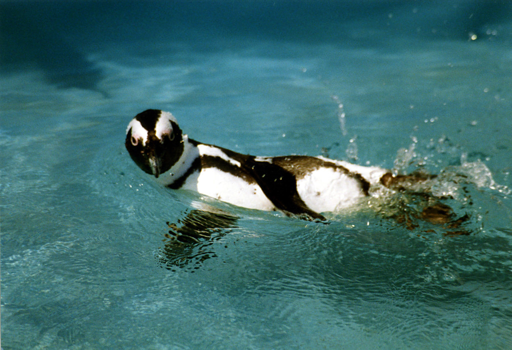 Pool Penguin